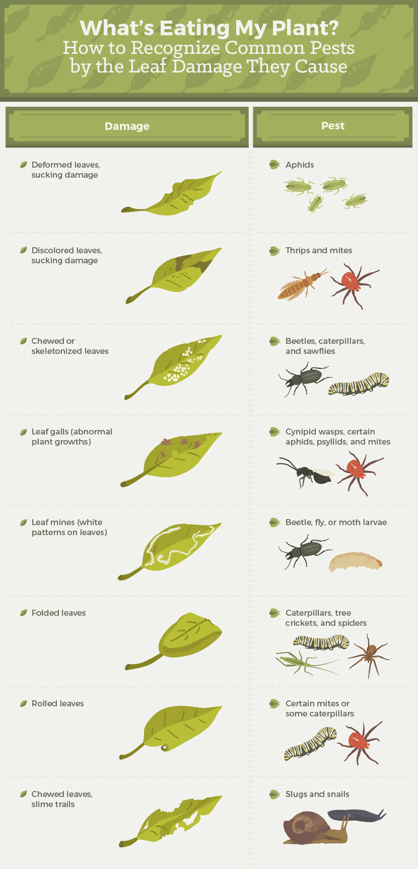 Recognize Common Pests By Leaf Damage 002 
