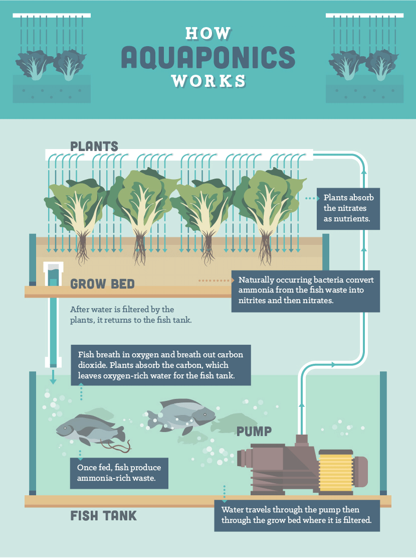 Aquaponics: The Cost-Effective, Cyclical Way to Raise Fish 