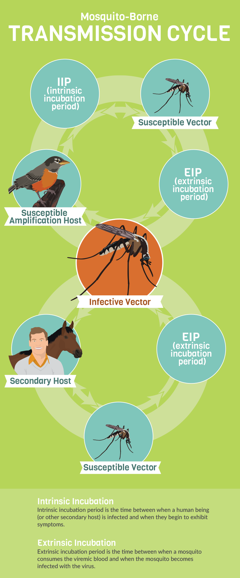 How to Prevent Mosquito-Borne Illnesses | Fix.com