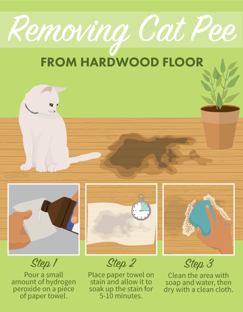 Stain Removal Tips for Pets - Gimme Info